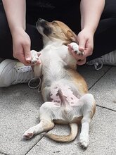 FUZZIE, Hund, Mischlingshund in Duisburg - Bild 14