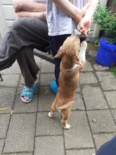 FUZZIE, Hund, Mischlingshund in Duisburg - Bild 3