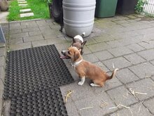 FUZZIE, Hund, Mischlingshund in Duisburg - Bild 5