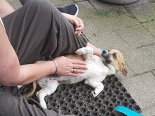 FUZZIE, Hund, Mischlingshund in Duisburg - Bild 7