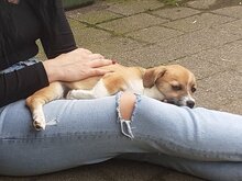FUZZIE, Hund, Mischlingshund in Duisburg - Bild 8