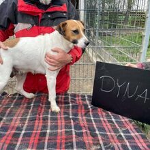 DYNA, Hund, Beagle-Mix in Mommenheim - Bild 3