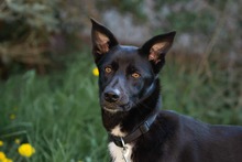 ELLA, Hund, Mischlingshund in Plessa - Bild 1