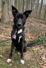 ELLA, Hund, Mischlingshund in Rodgau - Bild 12