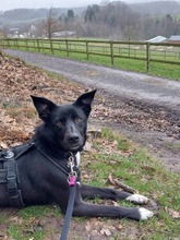 ELLA, Hund, Mischlingshund in Rodgau - Bild 14