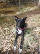 ELLA, Hund, Mischlingshund in Rodgau - Bild 16