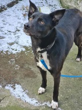 ELLA, Hund, Mischlingshund in Rodgau - Bild 18