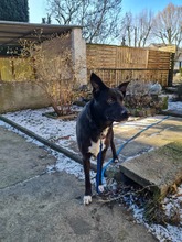 ELLA, Hund, Mischlingshund in Rodgau - Bild 19
