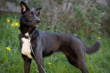 ELLA, Hund, Mischlingshund in Rodgau - Bild 2