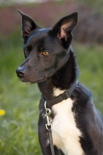ELLA, Hund, Mischlingshund in Rodgau - Bild 4