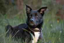 ELLA, Hund, Mischlingshund in Rodgau - Bild 6