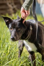 ELLA, Hund, Mischlingshund in Rodgau - Bild 7