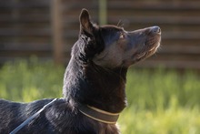 ELLA, Hund, Mischlingshund in Rodgau - Bild 8