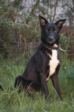 ELLA, Hund, Mischlingshund in Rodgau - Bild 9