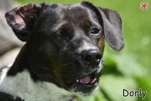 DORLY, Hund, Mischlingshund in Donzdorf - Bild 1