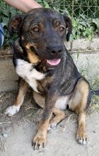 LILA, Hund, Mischlingshund in Griechenland - Bild 4