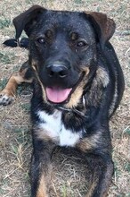 LILA, Hund, Mischlingshund in Griechenland - Bild 9