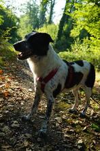 ZETTA, Hund, Mischlingshund in Freiburg - Bild 17