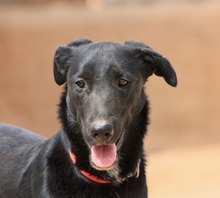 ZURI, Hund, Mischlingshund in Spanien - Bild 1