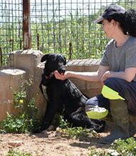 ZURI, Hund, Mischlingshund in Spanien - Bild 10