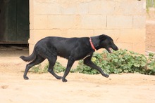 ZURI, Hund, Mischlingshund in Spanien - Bild 11
