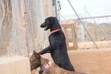 ZURI, Hund, Mischlingshund in Spanien - Bild 12