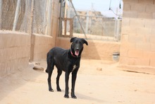 ZURI, Hund, Mischlingshund in Spanien - Bild 13