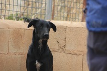 ZURI, Hund, Mischlingshund in Spanien - Bild 14