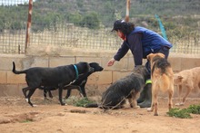ZURI, Hund, Mischlingshund in Spanien - Bild 15