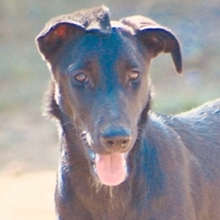 ZURI, Hund, Mischlingshund in Spanien - Bild 19