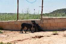 ZURI, Hund, Mischlingshund in Spanien - Bild 2