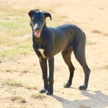 ZURI, Hund, Mischlingshund in Spanien - Bild 20