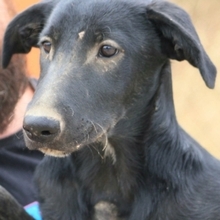 ZURI, Hund, Mischlingshund in Spanien - Bild 21