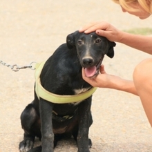 ZURI, Hund, Mischlingshund in Spanien - Bild 22