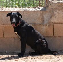 ZURI, Hund, Mischlingshund in Spanien - Bild 3