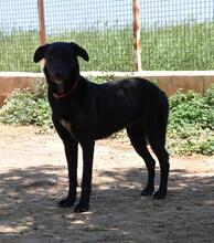 ZURI, Hund, Mischlingshund in Spanien - Bild 4