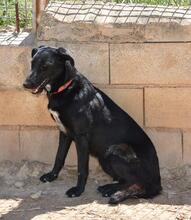 ZURI, Hund, Mischlingshund in Spanien - Bild 5