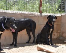 ZURI, Hund, Mischlingshund in Spanien - Bild 6