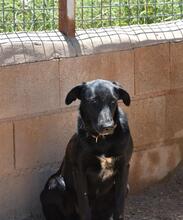 ZURI, Hund, Mischlingshund in Spanien - Bild 7