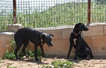 ZURI, Hund, Mischlingshund in Spanien - Bild 8