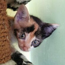 SAMARA, Katze, Europäisch Kurzhaar in Hessisch Oldendorf - Bild 11