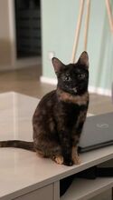 SAMARA, Katze, Europäisch Kurzhaar in Hessisch Oldendorf - Bild 6