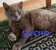 SIVCHO, Katze, Britisch Kurzhaar-Mix in Bulgarien - Bild 1