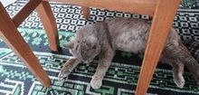 SIVCHO, Katze, Britisch Kurzhaar-Mix in Bulgarien - Bild 3