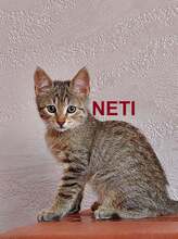 NETI, Katze, Europäisch Kurzhaar in Bulgarien - Bild 1