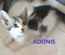 ADONIS, Katze, Europäisch Kurzhaar in Bulgarien - Bild 1