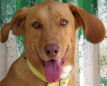 SANDY8, Hund, Mischlingshund in Zypern - Bild 1