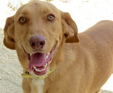 SANDY8, Hund, Mischlingshund in Zypern - Bild 4