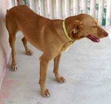 SANDY8, Hund, Mischlingshund in Zypern - Bild 5