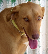 SANDY8, Hund, Mischlingshund in Zypern - Bild 6